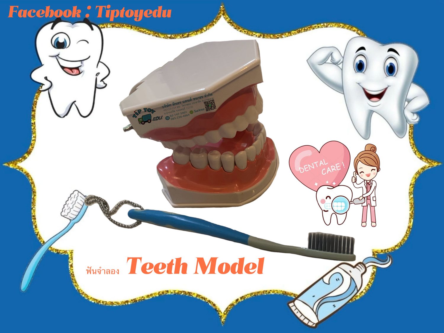 ฟันจำลอง Teeth Model