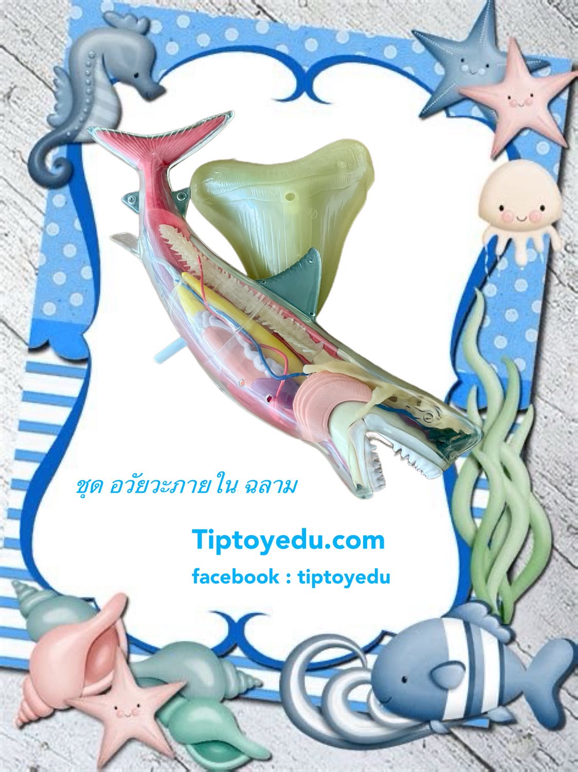 ชุด อวัยวะภายใน ฉลาม